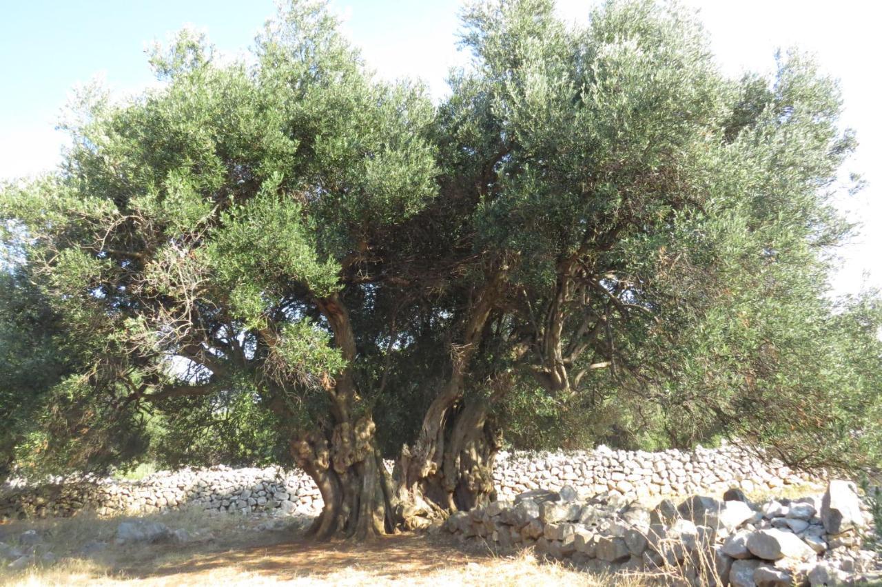 Modra Kuca Appartamento Mandre